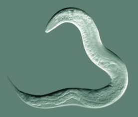 Caenorhabditis elegans, a species of nematode or roundworm